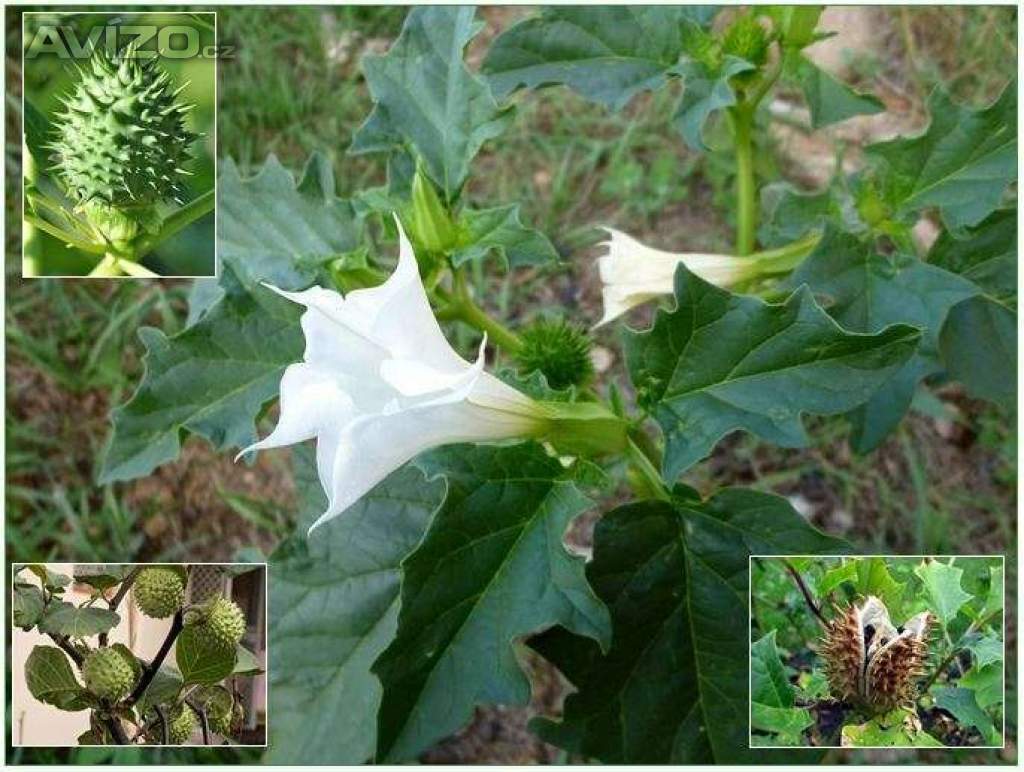 Datura Stramonium - Durman obecný - semena