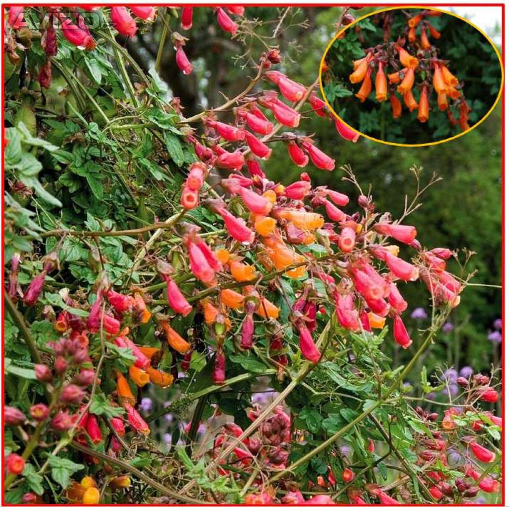 Eccremocarpus Scaber Mix barev - Úponatka - SEMENA