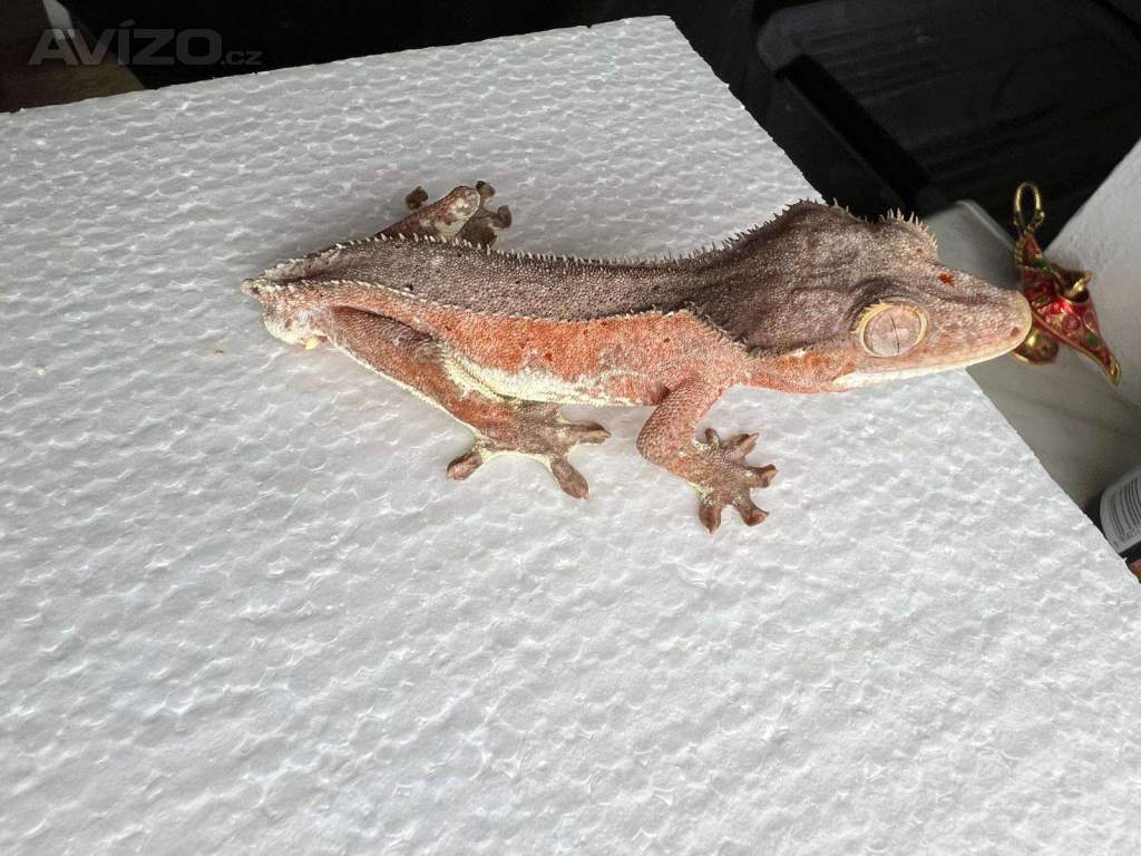 Pagekon řasnatý- Correlophus ciliatus