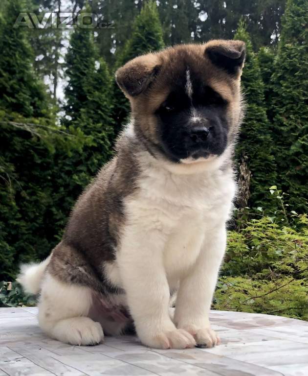 Americká Akita pejsek s PP