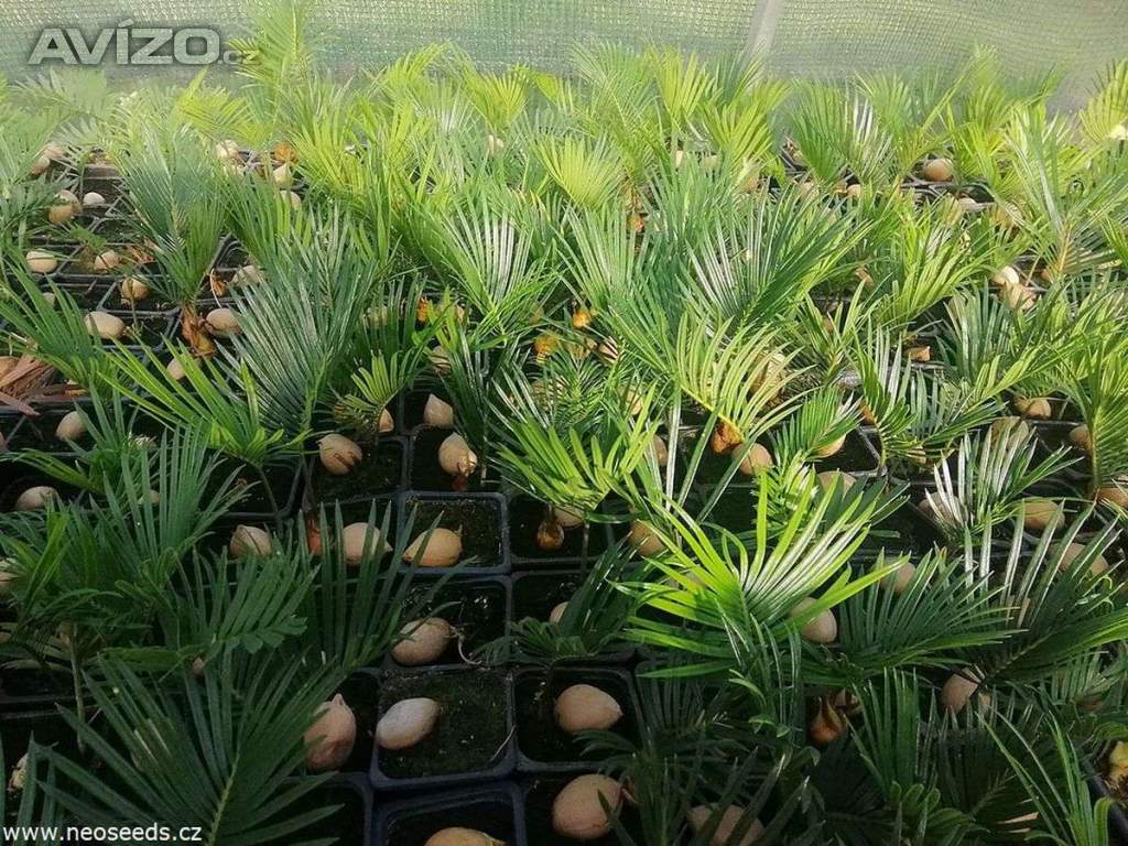 Sazenice Cycas revoluta-cykas japonský