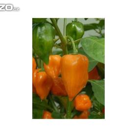 CHilli paprička, Habanero Orange /Semena:  www. levna- semena. cz / 16135767