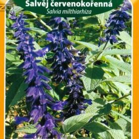 Šalvěj červenokořenná (semena) www. levna- semena. cz / 18221757