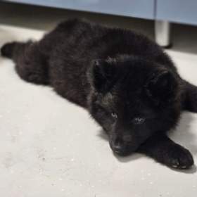 Fotka k inzerátu Svensk Lapphund/Swedish Lapphund  / 18781720