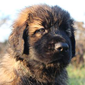 Fotka k inzerátu Leonberger -  štěňata / 19258170