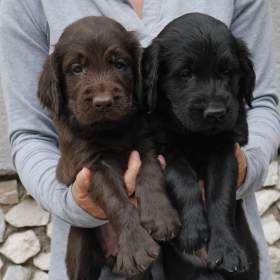 Fotka k inzerátu Černý a hnědý pejsek Flat Coated Retriever s PP / 19260735