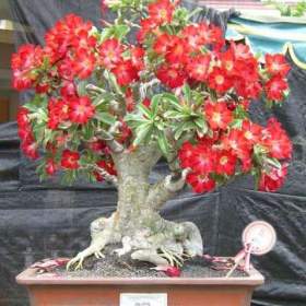 Fotka k inzerátu SAZENICE ADENIUM OBESUM / 19273292