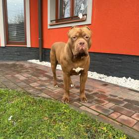 Fotka k inzerátu American Bully XL s PP / 19301409