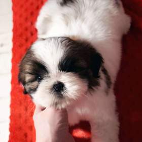 Fotka k inzerátu Štěňátka Shih- tzu s PP (shihtzu, shi- tzu) / 19311834