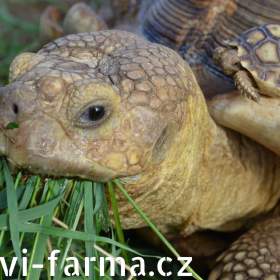 SUCHOZEMSKÉ ŽELVY OSTRUHATÉ – vlastní odchov!  / 19314565