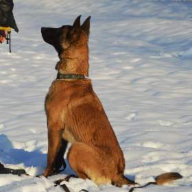 Belgický ovčák malinois s rodokmenem / 19333348