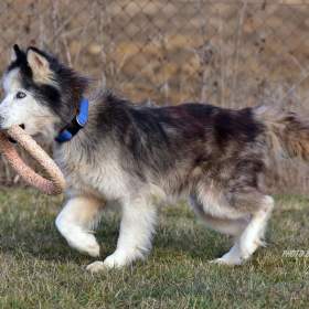 Darujeme odebraného sibiřského husky / 19344158