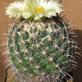 Kaktus Coryphantha pycnacantha -  semena / 19357996