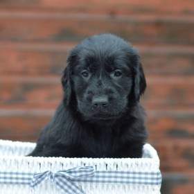 Flat Coated Retriever -  pejsci i fenky s průkazem původu / 19358105