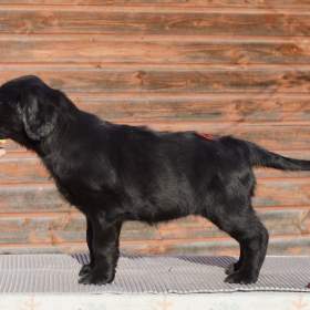 Flat Coated Retriever -  fenka s průkazem původu / 19358105