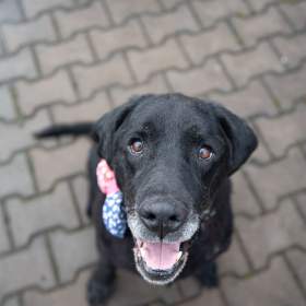 BUBÍ -  Labrador 40 kg, kastrovaný psík 10 let / 19371379