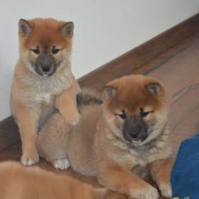 Shiba inu s průkazem původu  / 19372930