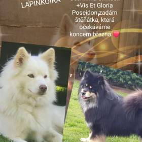 Lapinkoira  / 19387157