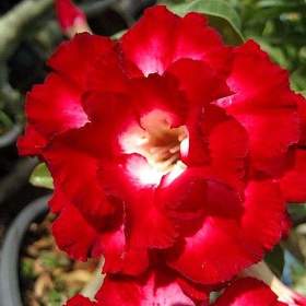 Adenium obesum aeksiam -  semena / 19388555