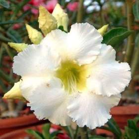 Adenium obesum arctic snow -  semena / 19388556