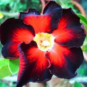 Adenium obesum black fire -  semena / 19388558