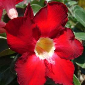 Adenium obesum dark forest -  semena / 19388560