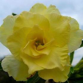 Adenium obesum happy -  semena / 19388602