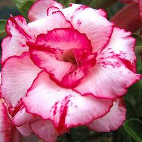 Adenium obesum Lady Gaga -  semena / 19388603