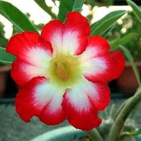 Adenium obesum moonlight fairy -  semena / 19388604