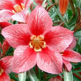 Adenium obesum red flabellate -  semena / 19388610