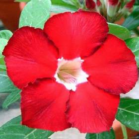 Adenium obesum royal ruby -  semena / 19388629