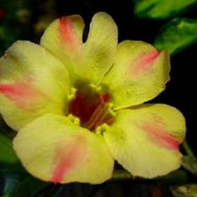 Adenium obesum silk of yellow -  semena / 19388630