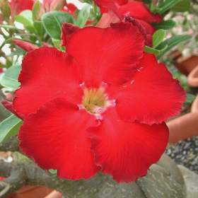 Adenium obesum star of haeven -  semena / 19388631