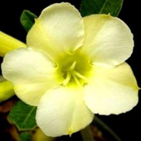 Adenium obesum white cream -  semena / 19388633