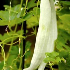 Okurka Tortarello Bianco Abruzzese -  semena / 19391276