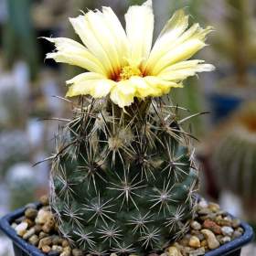 Kaktus Coryphantha směs druhů -  semena / 19418706