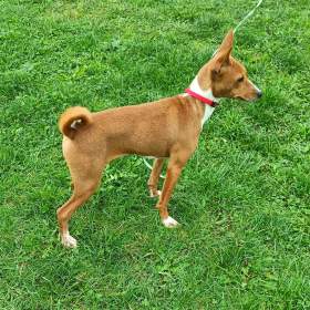 Basenji -  prodám fenku bez pp / 19432416