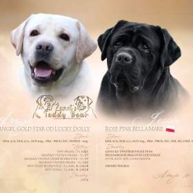 Labradorský Retriever s PP / 19434324