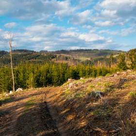 Fotka k inzerátu Vytěžený lesní pozemek, přirozeně obnovený, Čestice u Častolovic, 10 137 m² / 18632396